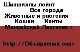 Шиншиллы пойнт ns1133,ny1133. - Все города Животные и растения » Кошки   . Ханты-Мансийский,Лангепас г.